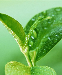 罗布麻茶的功效和副作用是什么?注意了