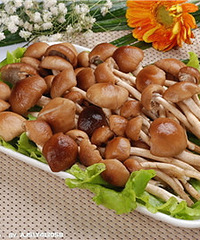 宝宝能吃茶树菇吗?快来看看