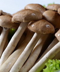 茶树菇,这些知识你知道吗?