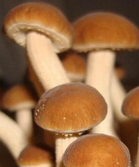 茶树菇的营养价值,原来是个珍品