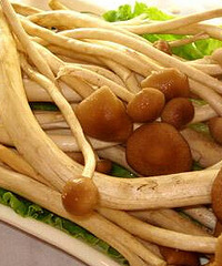 "哺乳期能吃茶树菇吗?爱吃的妈妈看过来"
