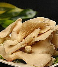 哺乳期能吃平菇吗?妈妈们是可以吃的哦