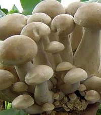 宝宝能吃草菇吗?妈妈们都过来看看