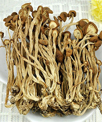 宝宝能吃茶树菇吗?这些好处你知道吗