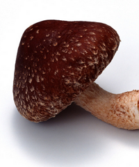 产妇吃香菇会不会影响哺乳,对宝宝有没有影响!