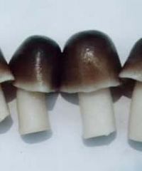 如何挑选草菇?贮存方法?
