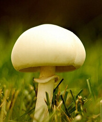 产妇可以吃蘑菇吗?竟然有这么多好处