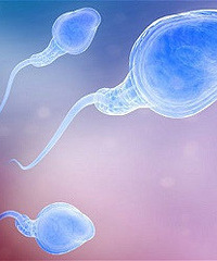 畸形精子症有什么危害?是什么原因引起的?