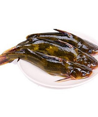 黄颡鱼的营养价值?产后食用宜生乳!