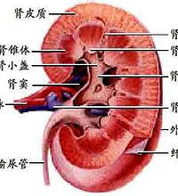 肾功能检查费用 肾功能异常怎么办