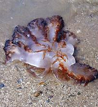 海蜇挑选,你知道怎么挑选海蜇吗