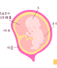 胎盘是怎么形成的?什么时候成熟的?
