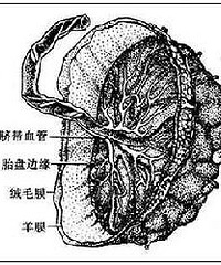 胎盘是什么?胎盘怎么形成的?