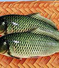 孕妇能吃鲤鱼吗?来看看吧