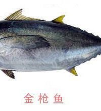 金枪鱼价格,看好了再买也不迟哦
