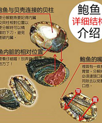 "鲍鱼如何清洗,图文详解!"