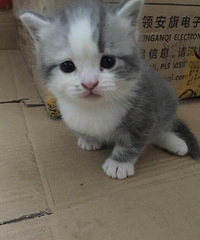 "猫咪拉稀吃什么药"