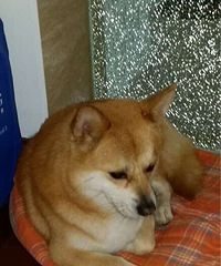 朋友一月三号在静安花苑捡到小八柴犬一只,