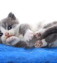 孩子很容易得猫抓病,如何正确处理猫爪病?