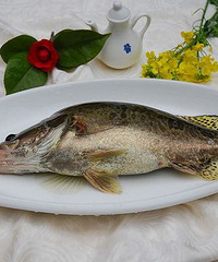 桂鱼,也叫做石桂鱼,稣鱼,是一种营养价值很高的鱼种类.