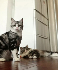 "【是真的吗】猫怕黄瓜?\n\n猫是一种充满灵"