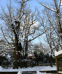 2016年的第一场雪----踏雪五云山