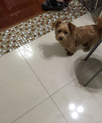 寻找狗狗的主人