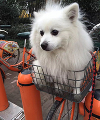 ���Ѽҵ�С��