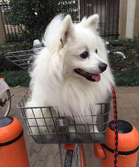 ���Ѽҵ�С��