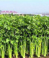 哺乳期能吃芹菜吗?哺乳期吃芹菜好吗?