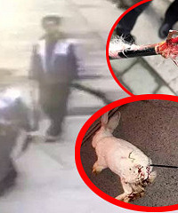 震惊!杭州2名熊孩子一路长弓射杀小动物!