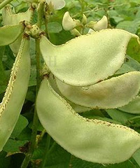 宝宝能吃扁豆吗?宝宝吃扁豆好吗?
