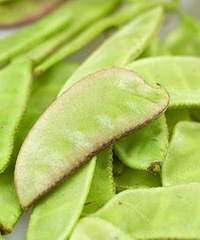 产妇能吃扁豆吗?产妇吃扁豆有什么好处?