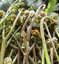 蕨菜的营养价值?不可多得的野菜美味