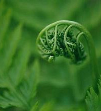 蕨菜的营养价值?不可多得的野菜美味