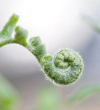 孕妇能吃蕨菜吗?注意事项要记牢
