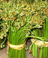蕨菜的做法,蕨菜怎么做才好吃?