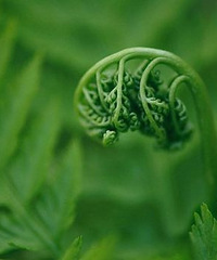 蕨菜的营养价值,蕨菜有多营养?