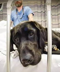 "小男孩患有自闭症,他的服务犬恨不得替他承受痛苦..."