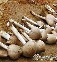 孕妇能吃鸡枞菌吗?孕妇吃鸡枞菌注意事项?