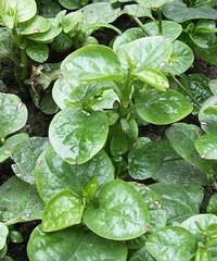 木耳菜的营养价值,这么有营养,平时没白吃