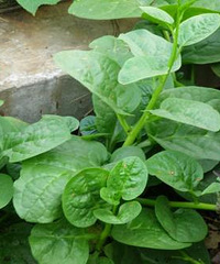 木耳菜的营养价值,木耳菜有多好?