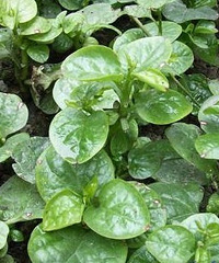 孕妇能吃木耳菜吗?孕妇吃木耳菜会怎么样?