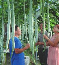 孕妇能吃蛇瓜吗?孕妇怎样吃蛇瓜安全