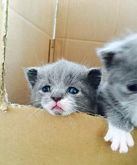 Ӣ������ëè ���ѿ�����������