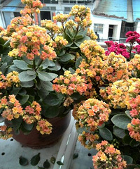 ���ֵıȽ��ӣ�����2�·ݵ�