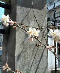 ���ֵıȽ��ӣ�����2�·ݵ�