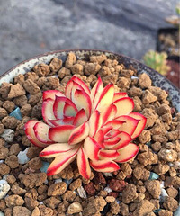 自养的多肉植物