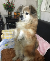 #家有萌宠#婆婆家的狗精。