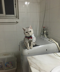 #�����ȳ�#һֻ�С����ԡ���è��